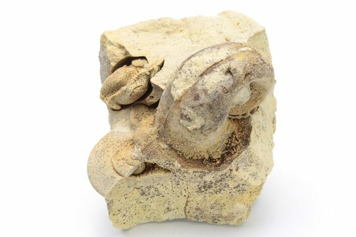 Ordovician Gastropod (Salpingostoma) Fossil - Wisconsin #224272